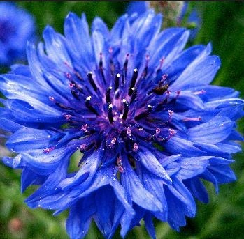 Obituary of Teresa Ann Uhrig