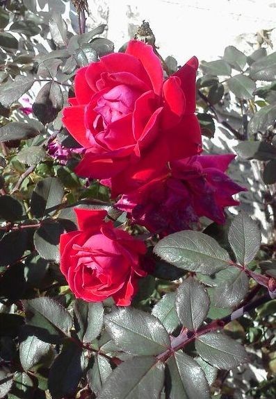 Obituary of Dorothy Lee Hamilton Green