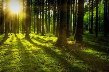 Obituario de Louise King