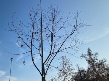 Obituary of Sandra Lee Rodarte