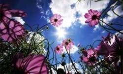 Obituary of Elma M. La Motta Ricard