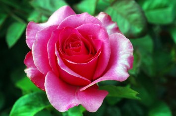 Obituary of Dorothy Wynne Trigg