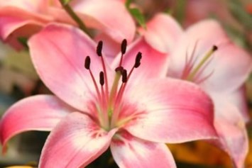 Obituary of Maria Socorro Orta Torres