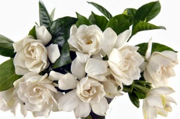 Obituary of Dorothy Jane Hunnicutt