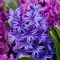 Obituary of Hyacinth D. Williams