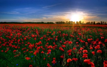 Obituary of Theresa Manna