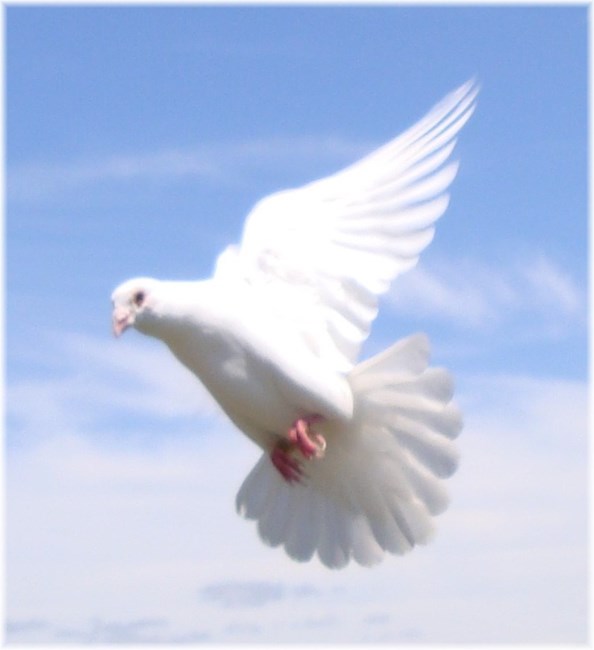 Obituary of Donna O'Connor