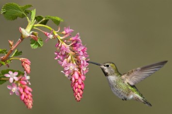 Avis de décès de Virginia Anne Maxwell