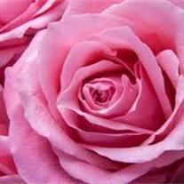 Avis de décès de Catherine J Wolfe