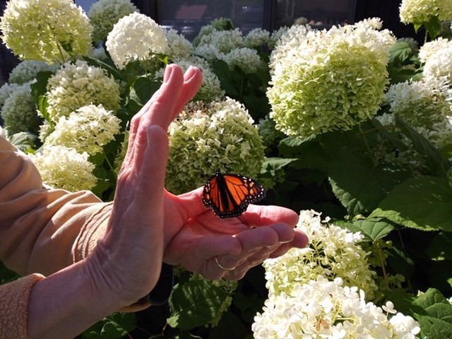 Marianne Hsu Santelli's photo of Allan Jack Accomando on July 22, 2020