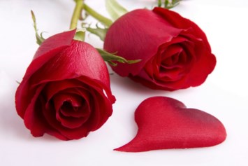 Obituary of Antoinette Cipullo