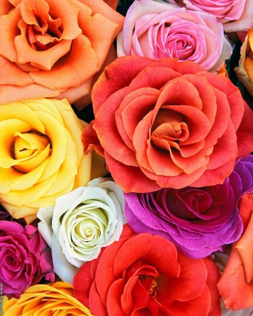 Obituary of Virginia Mae Justice Ginn