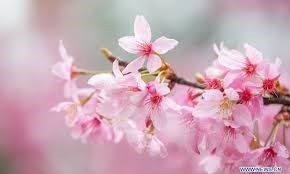 Obituary of Kellie Marie Kleinert