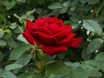 Obituary of Diana Reina Romero