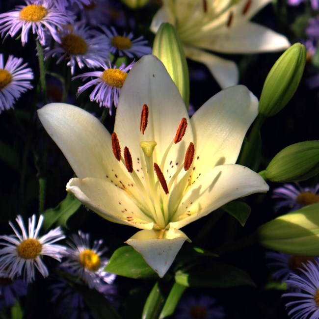 Obituary of Shirley Ann McGuire