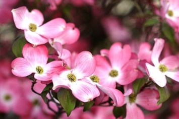 Obituary of Sonya Bloxom Herndon