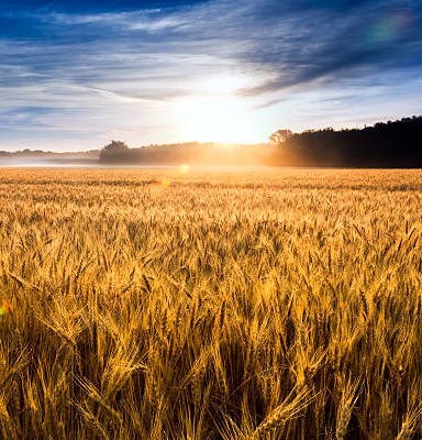 Obituary of Paul H. Brandenberger