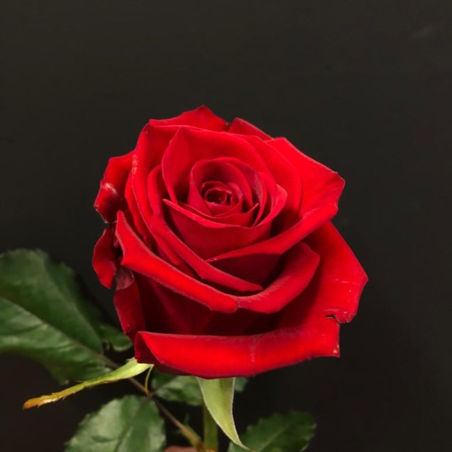 Obituary of Mary Catherine Warkentin