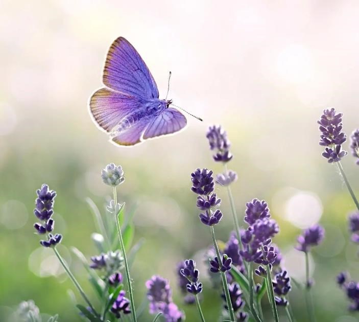 Obituary of Patricia Anne Stevens