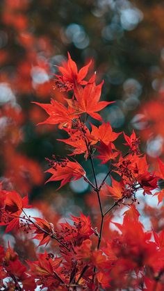 Obituary of Betty Jo Clayton