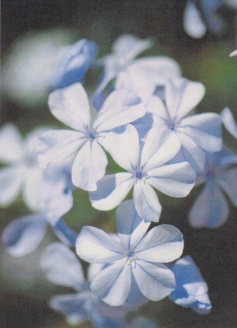 Obituary of Ruth Patterson