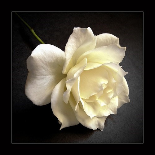 Avis de décès de Dorothy Claire Santi