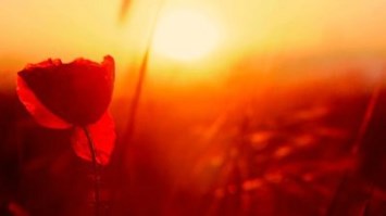 Obituary of Mary Ann Shively