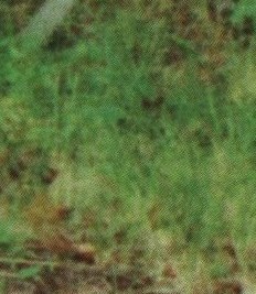 Eugene Roscoe Moats Obituary Staunton, VA