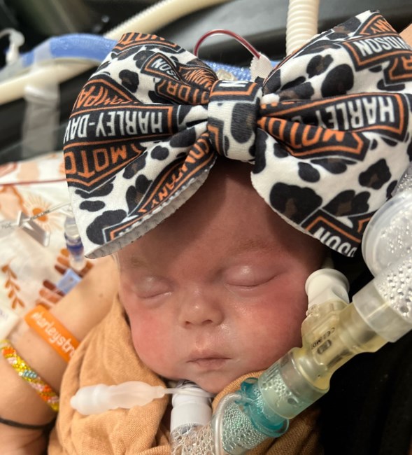 Obituary of Harley Ann Vigil