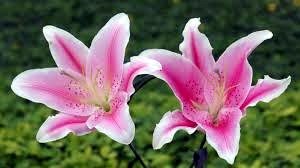 Obituary of Jennie Dillon