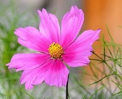 Obituary of Elizabeth F. Damato