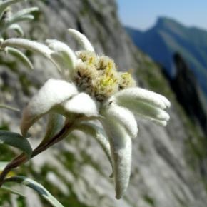 Obituary of Edith Hilde Williams