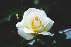 Avis de décès de Jarry Roy Carlile