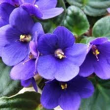 Obituary of Elsie L. Johnson