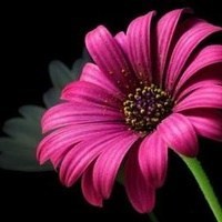 Obituary of Celia Mae Greene