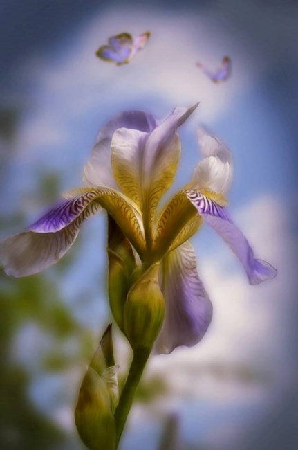 Obituary of Jimmie Rose Giles