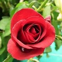 Obituary of Araceli Marary Soto
