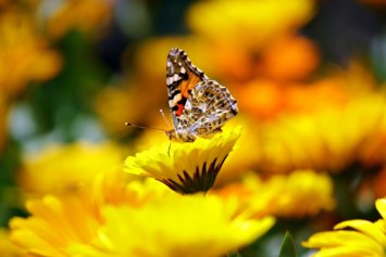 Obituary of Vita Lubicich