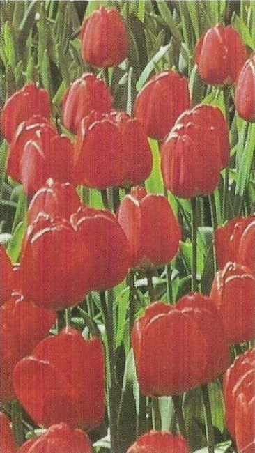 Obituary of Marie Cosentino