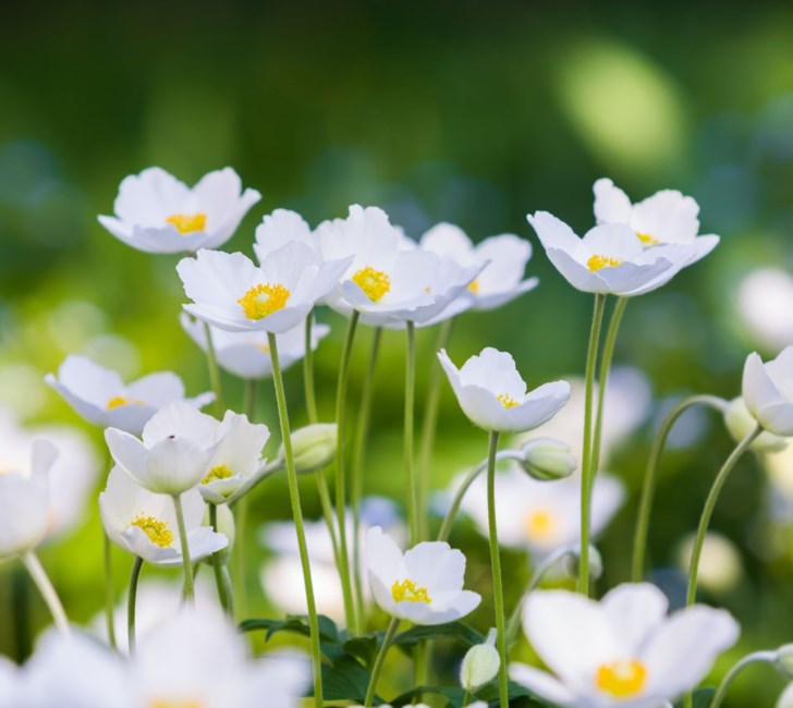 Obituary of Lydia Arispe Zamudio