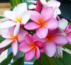 Obituario de Helen Burns Wallace