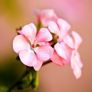 Obituary of Catherine Layne Downs