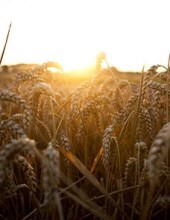 Obituary of Allen Dwayne Ammons