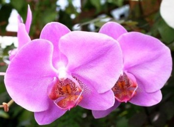 Obituary of Mary Catherine Forsberg