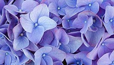 Obituary of Ruth S. Cooper