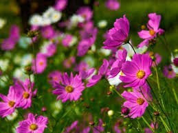 Avis de décès de Barbara Clara Hamilton