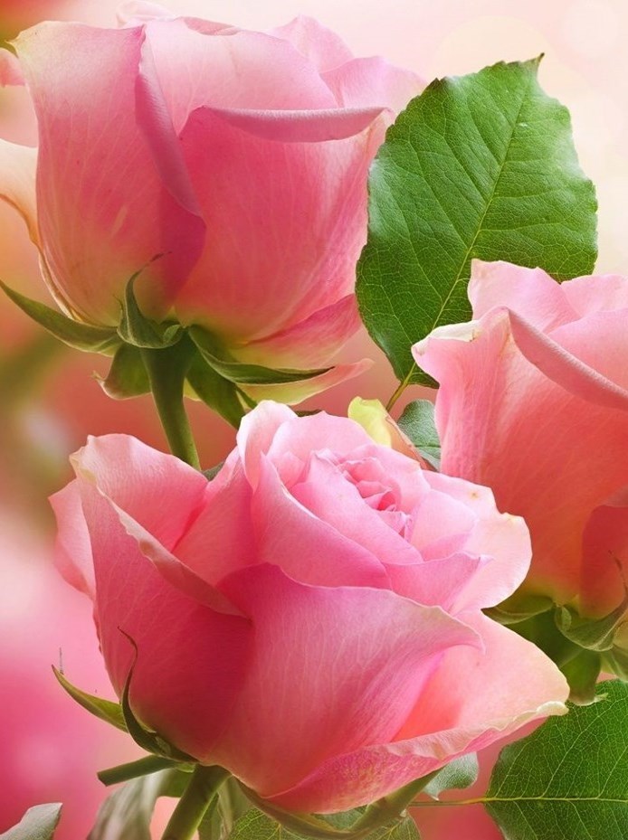 Obituary of Janice Layton