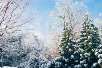 Obituary of Carol Anne Staack