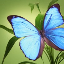 Sarah Culley Obituary Marietta Ga