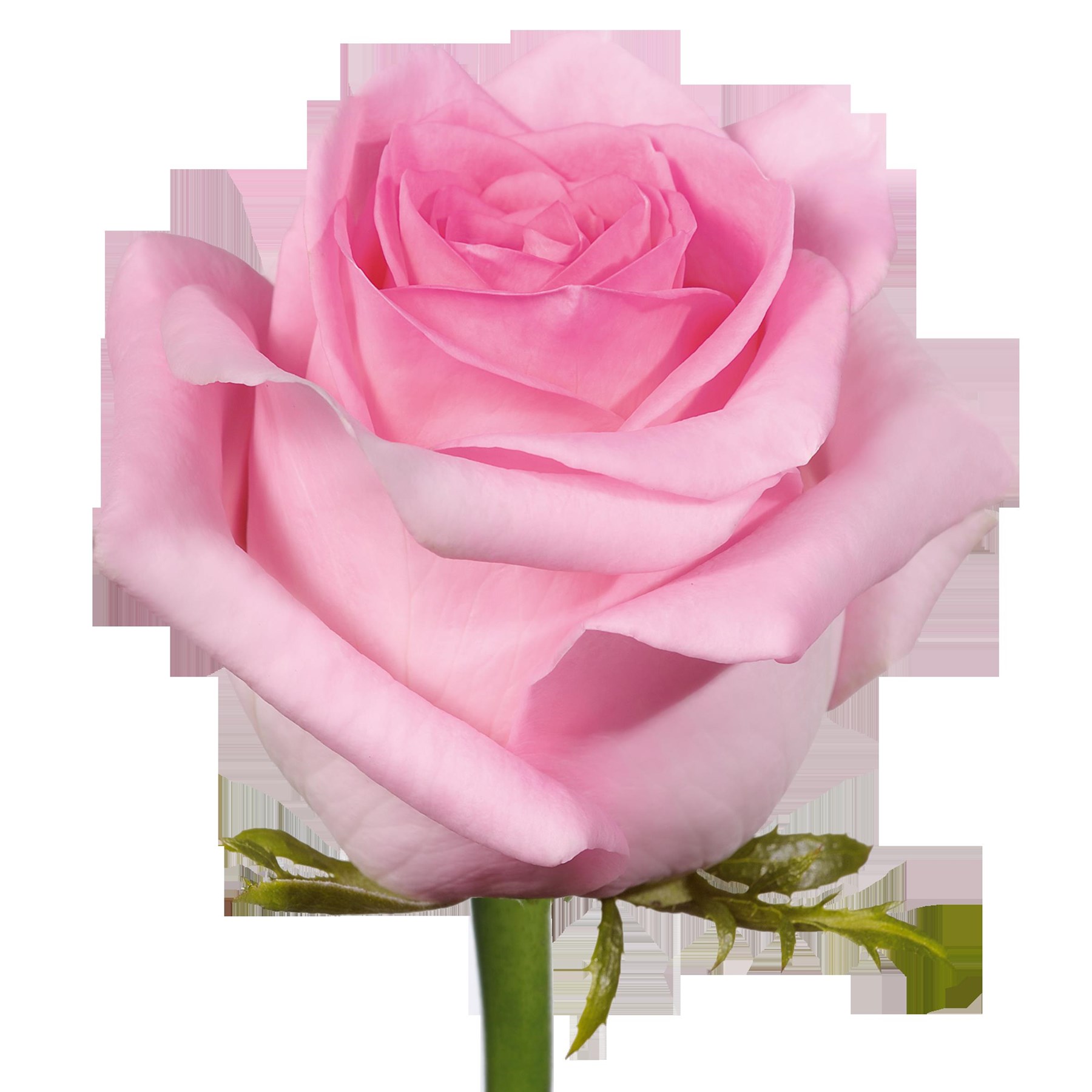 Obituary of Grace Elizabeth Patterson